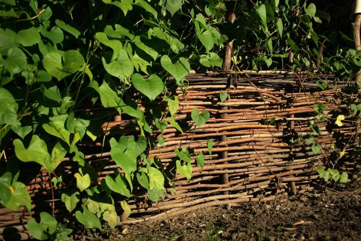 Традиционный плетень из веток